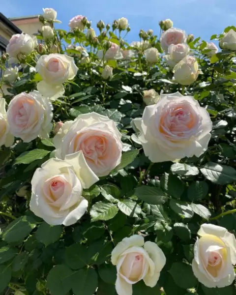 pale-royal-3-392674