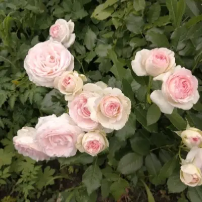 pale-royal-6-392674