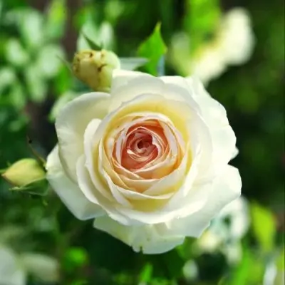 pale-royal-main-392674
