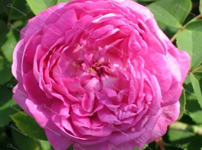 pallada-1-392285
