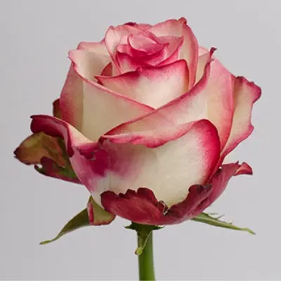 paloma-4-376199