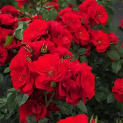 paprika-3-392680