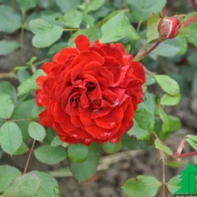 paprika-main-392680
