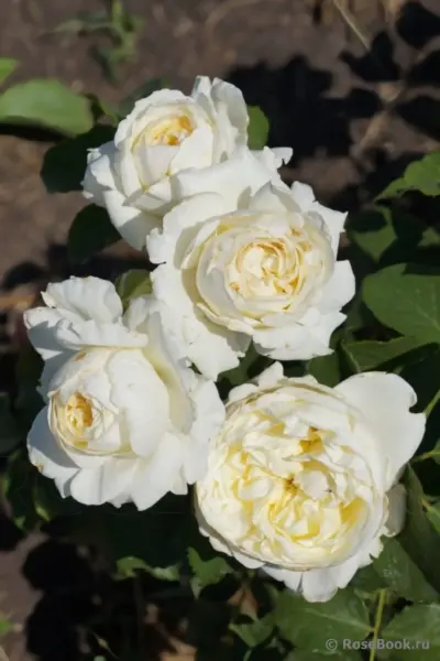 patiens-3-393367