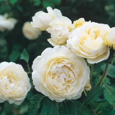 patiens-6-393367