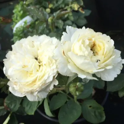 patiens-7-393367