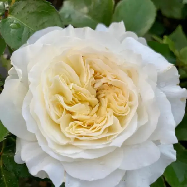 patiens-main-393367
