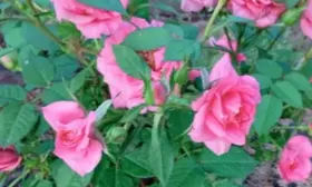 patio-hit-miks-6-394707