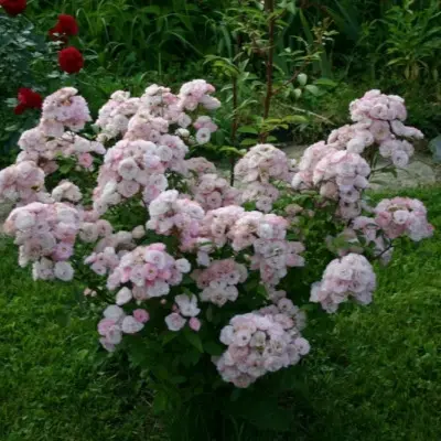 petit-de-terra-fransh-3-387913