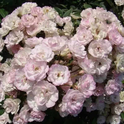 petit-de-terra-fransh-4-387913