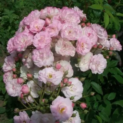 petit-de-terra-fransh-6-387913