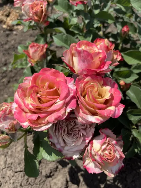 pimms-1-377063
