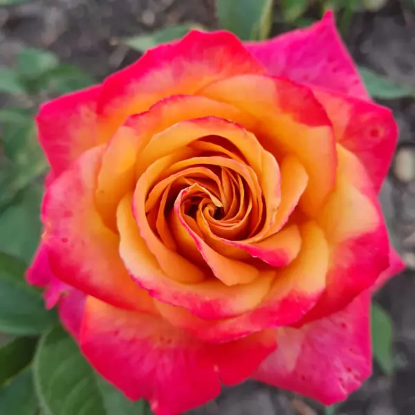 pimms-2-377063