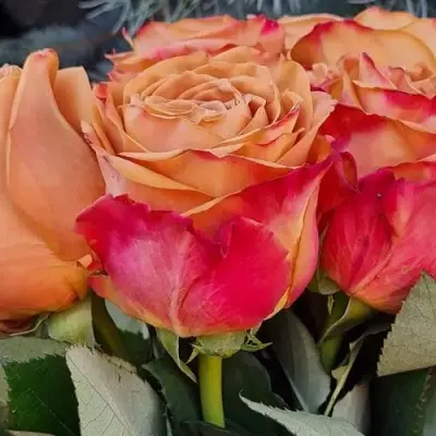 pimms-3-377063