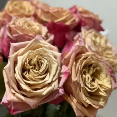 pimms-4-377063