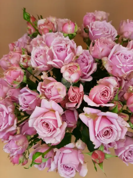 pink-essens-2-387818