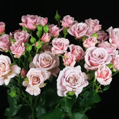 pink-essens-4-387818