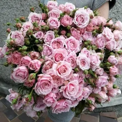 pink-essens-6-387818