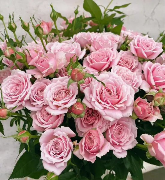 pink-essens-main-387818
