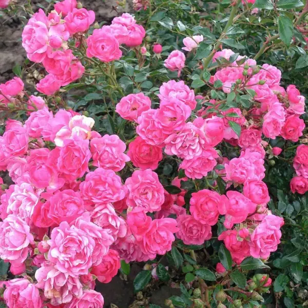 pink-feyri-1-386540