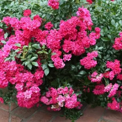 pink-feyri-3-386540