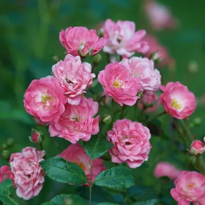 pink-feyri-4-386540