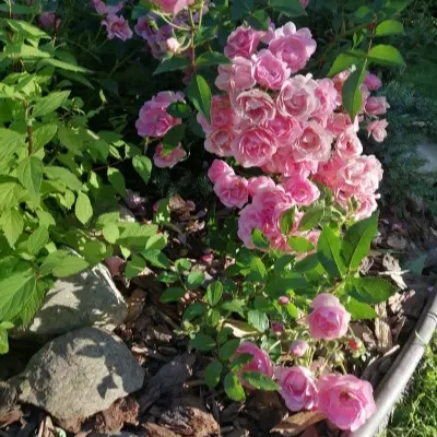 pink-feyri-5-386540