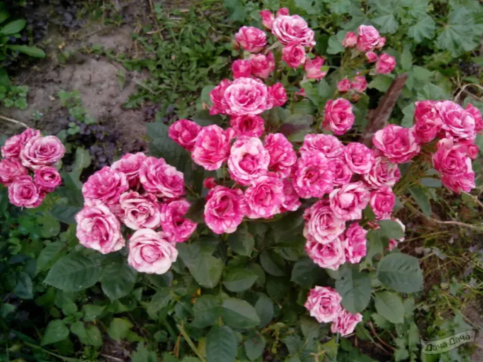 pink-flesh-1-385985