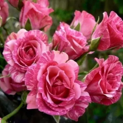 pink-flesh-3-385985