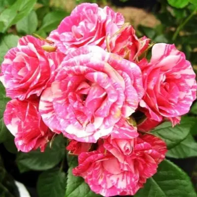 pink-flesh-4-385985