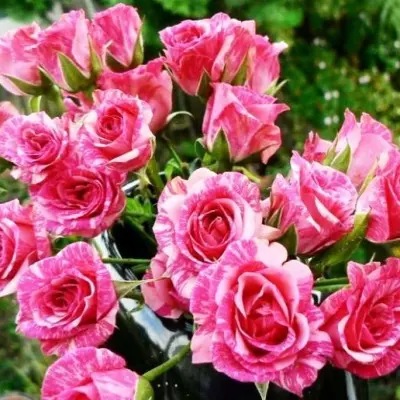 pink-flesh-5-385985