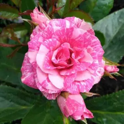 pink-flesh-6-385985