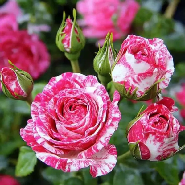 pink-flesh-main-385985