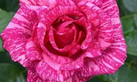 pink-intuishn-1-400380