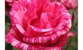 pink-intuishn-2-400380