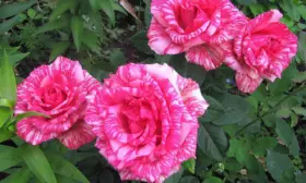pink-intuishn-3-400380