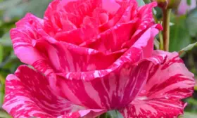 pink-intuishn-4-400380