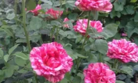 pink-intuishn-8-400380