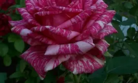 pink-intuishn-main-400380