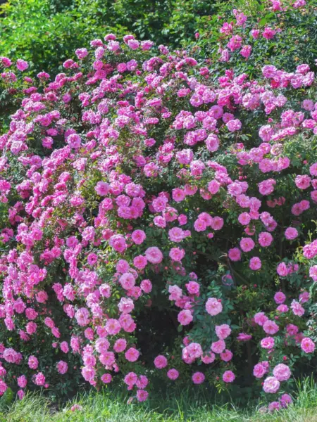 pink-mushimara-1-381777