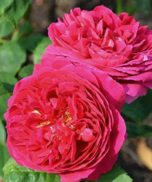 pink-mushimara-2-381777