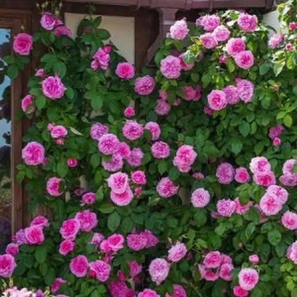 pink-mushimara-3-381777