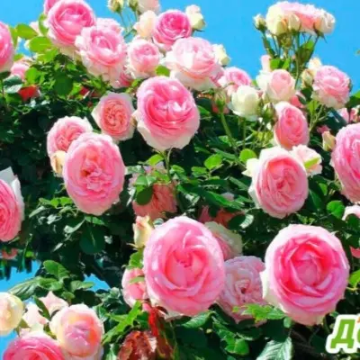 pink-mushimara-4-381777