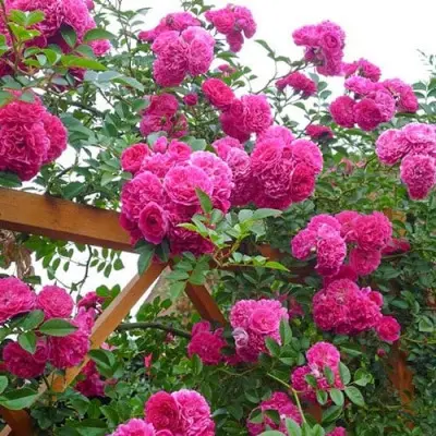 pink-mushimara-main-381777