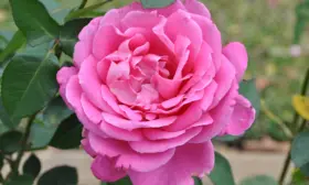 pink-pis-1-396168