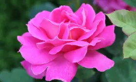 pink-pis-2-396168