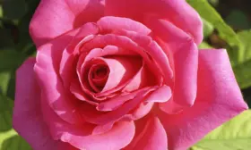 pink-pis-4-396168