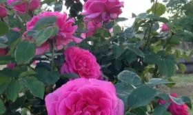 pink-pis-5-396168
