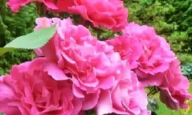 pink-pis-6-396168