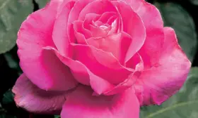 pink-pis-main-396168